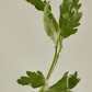 Matte Sun Stick : Mugwort+Camelia (SPF 50+ PA++++) - Lumiso